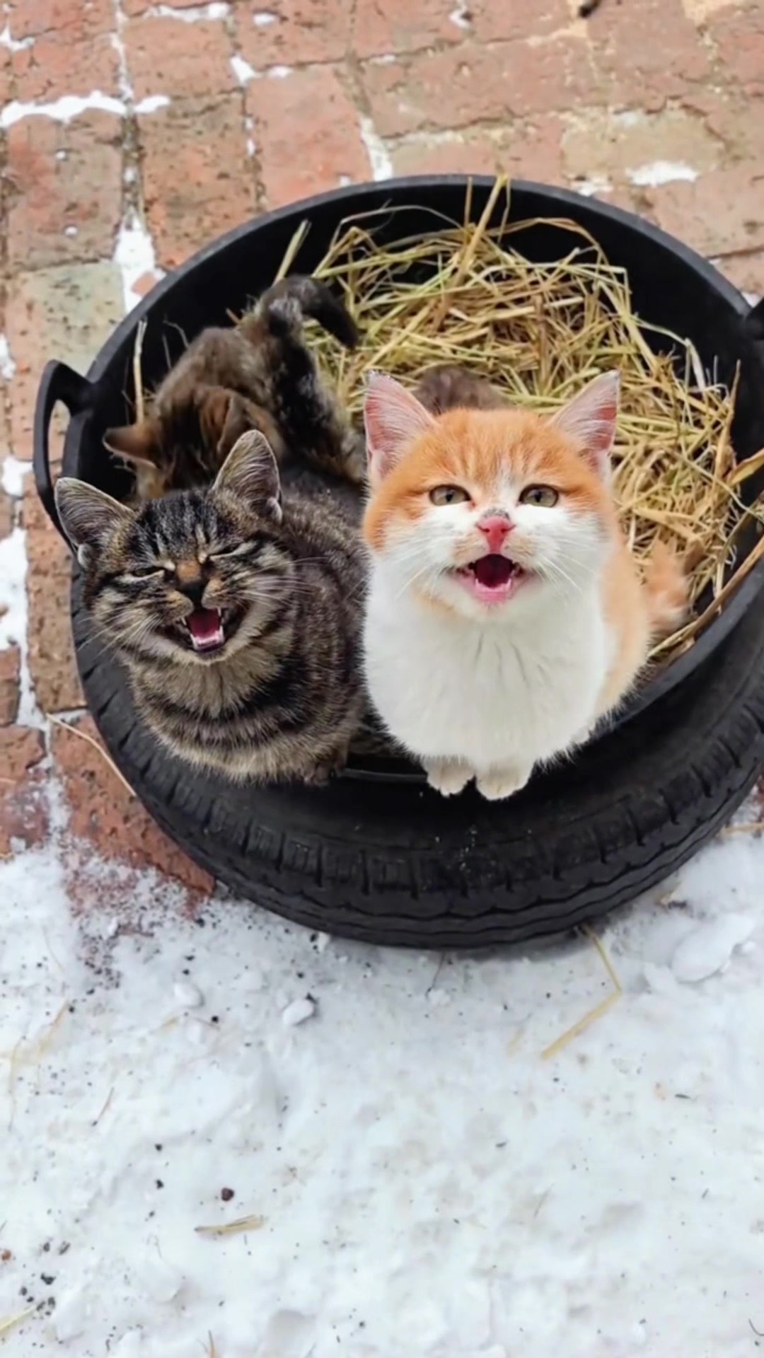 @Cute_kitten
