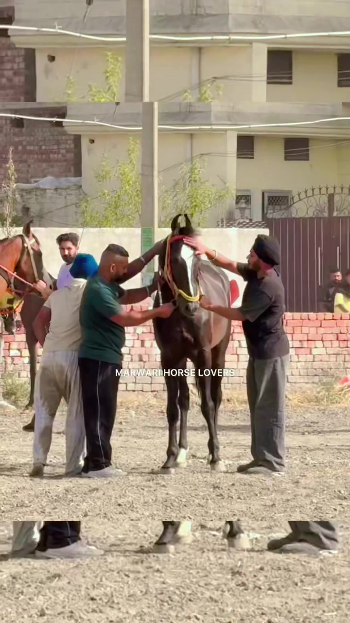 @🏇 MARWARI HORSE RACING 🏇