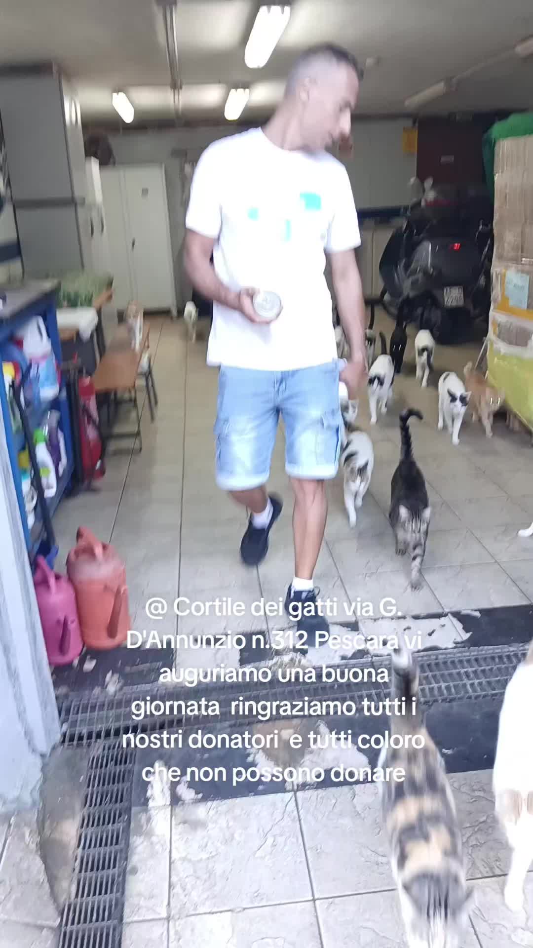 @@ Cortile dei gatti