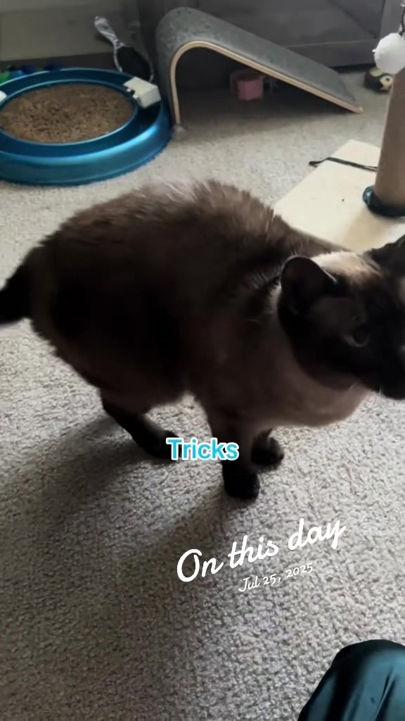 @Houseofpets