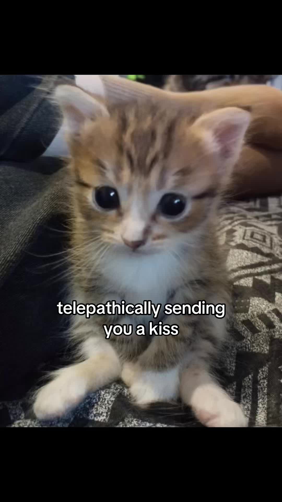 @meowconcept