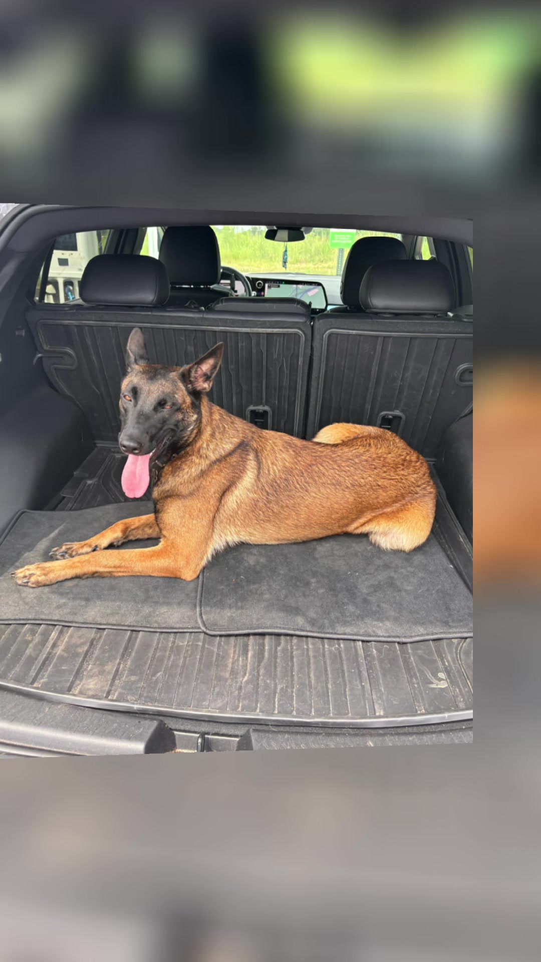@Michigan_Malinois_1817