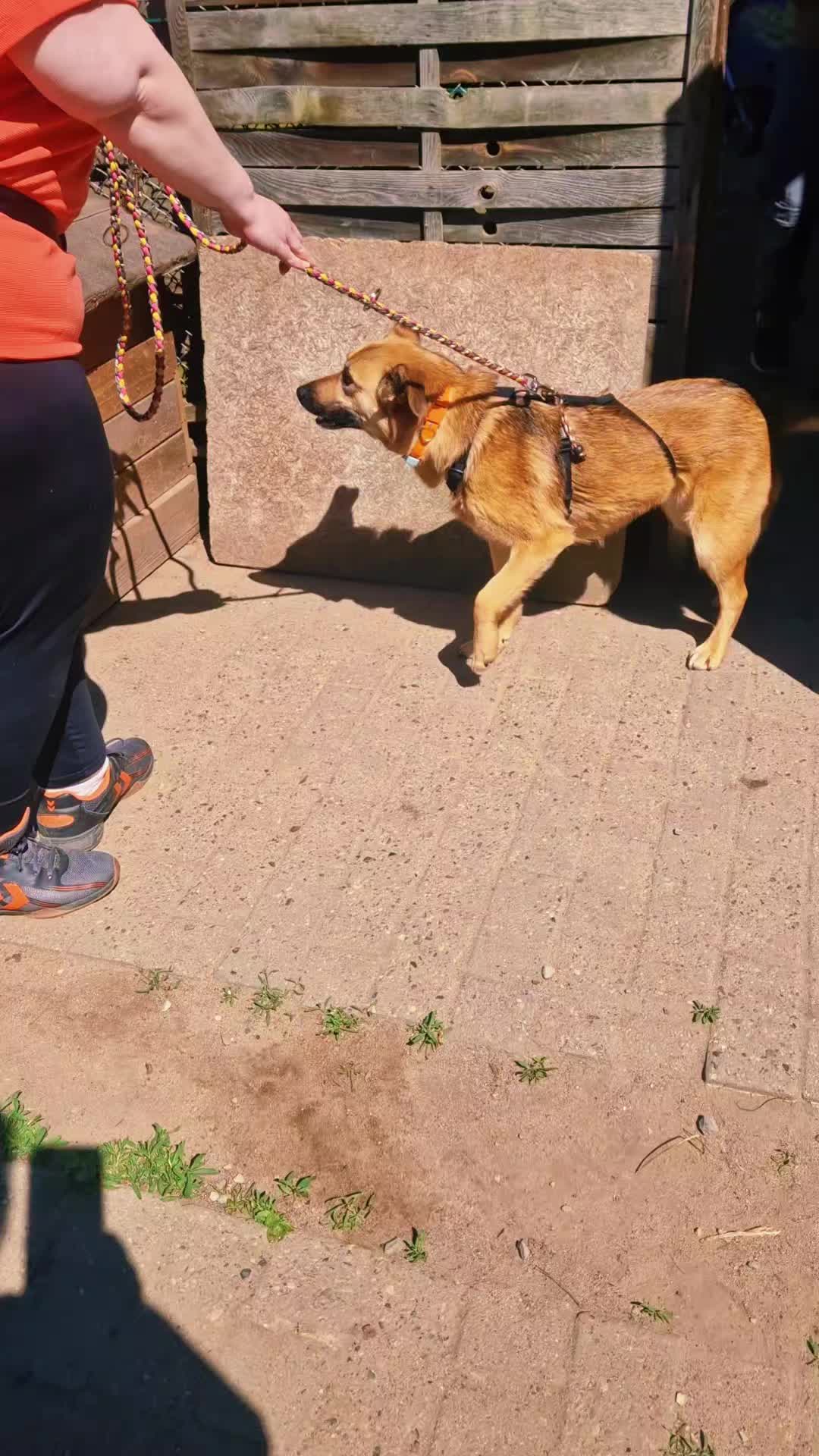 @🐾🐕 Mo 🐕🐾