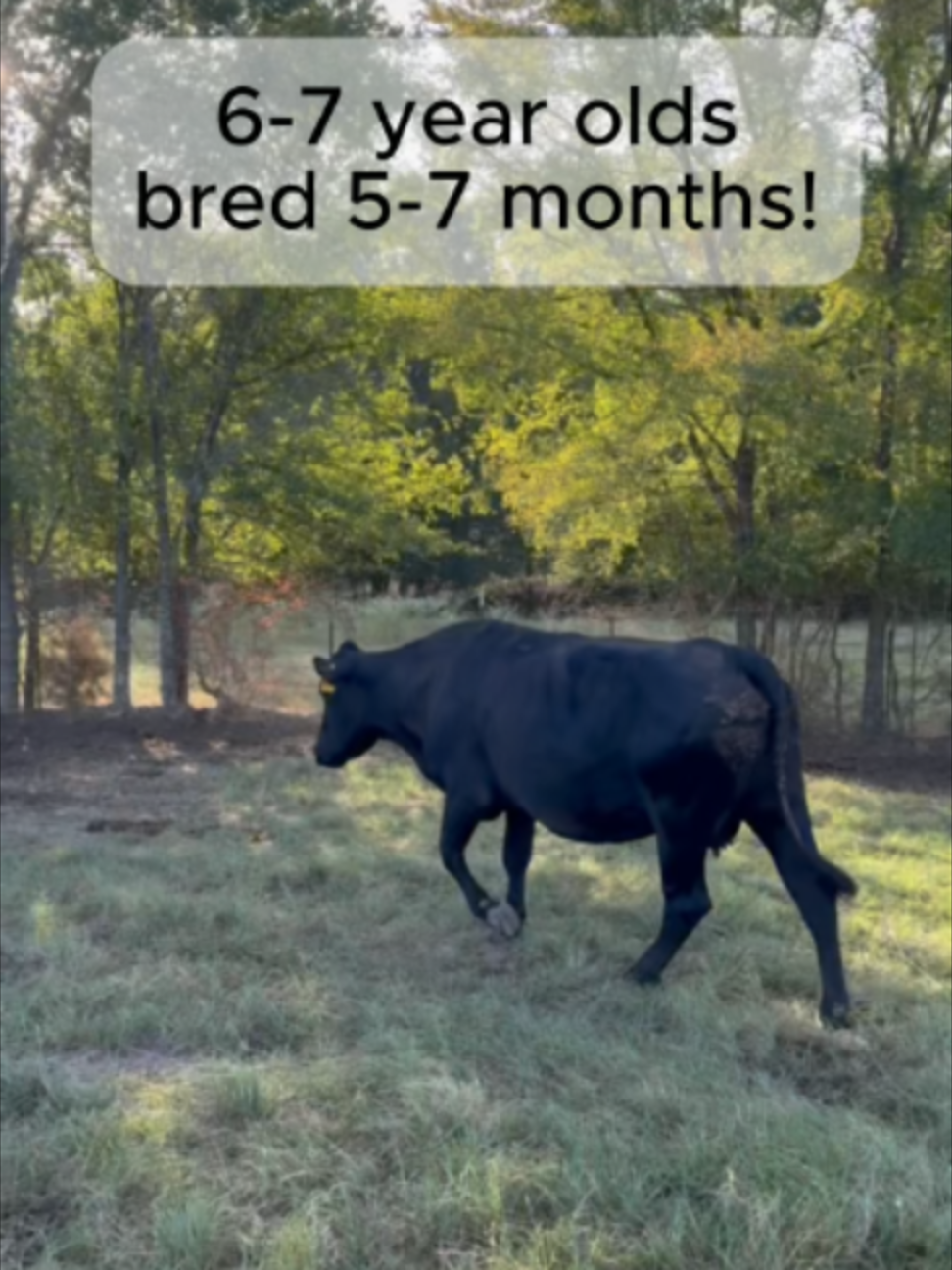 @Rutherford Land and Cattle
