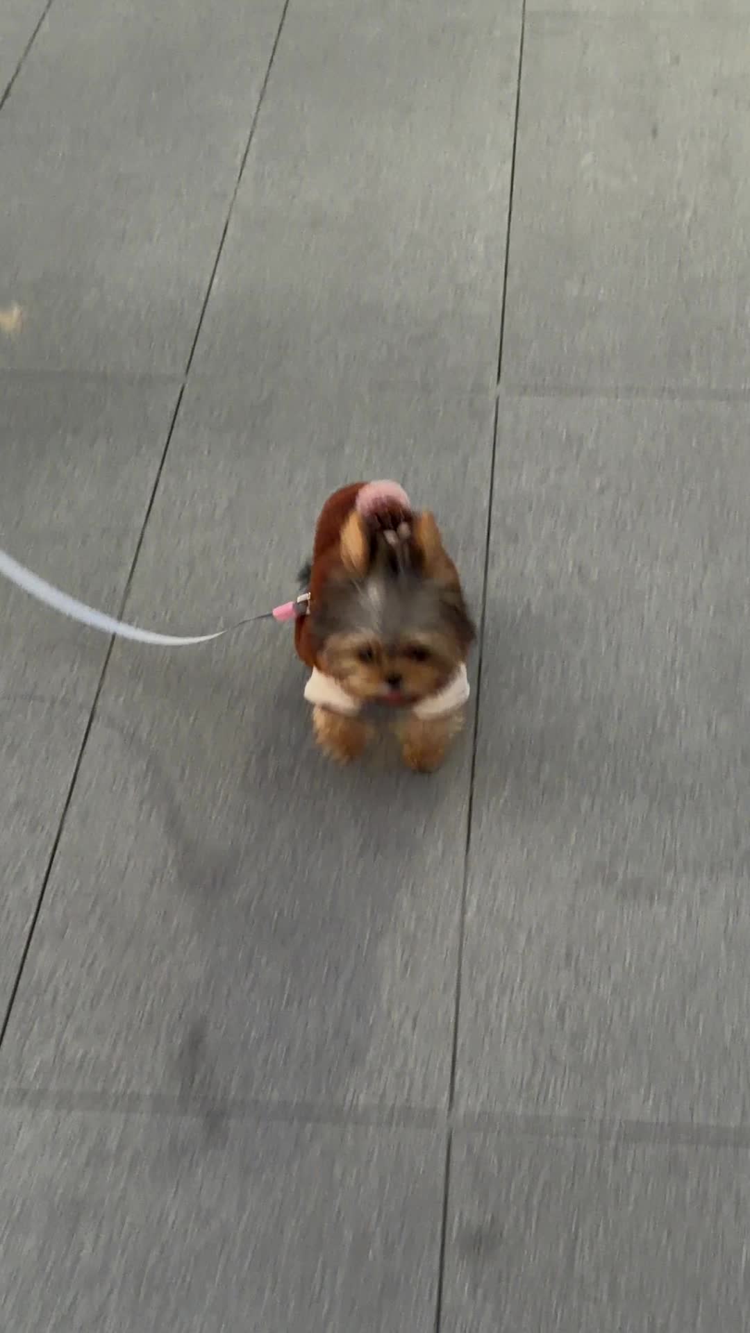 @Pet World Hub