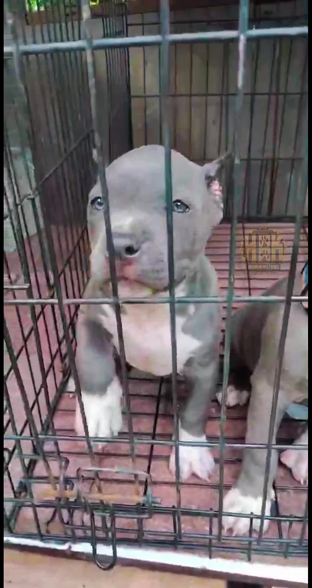 @HACHIKO LINE Bully Kennel