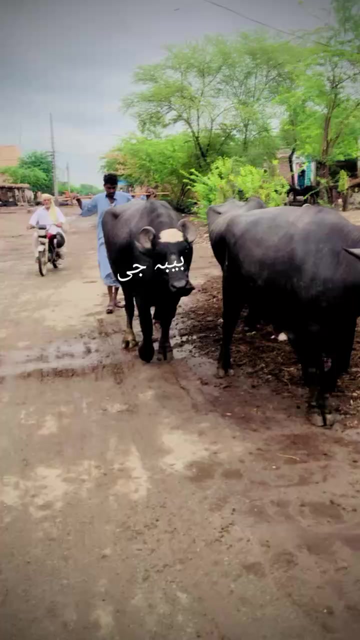 @بیبہ110🤕