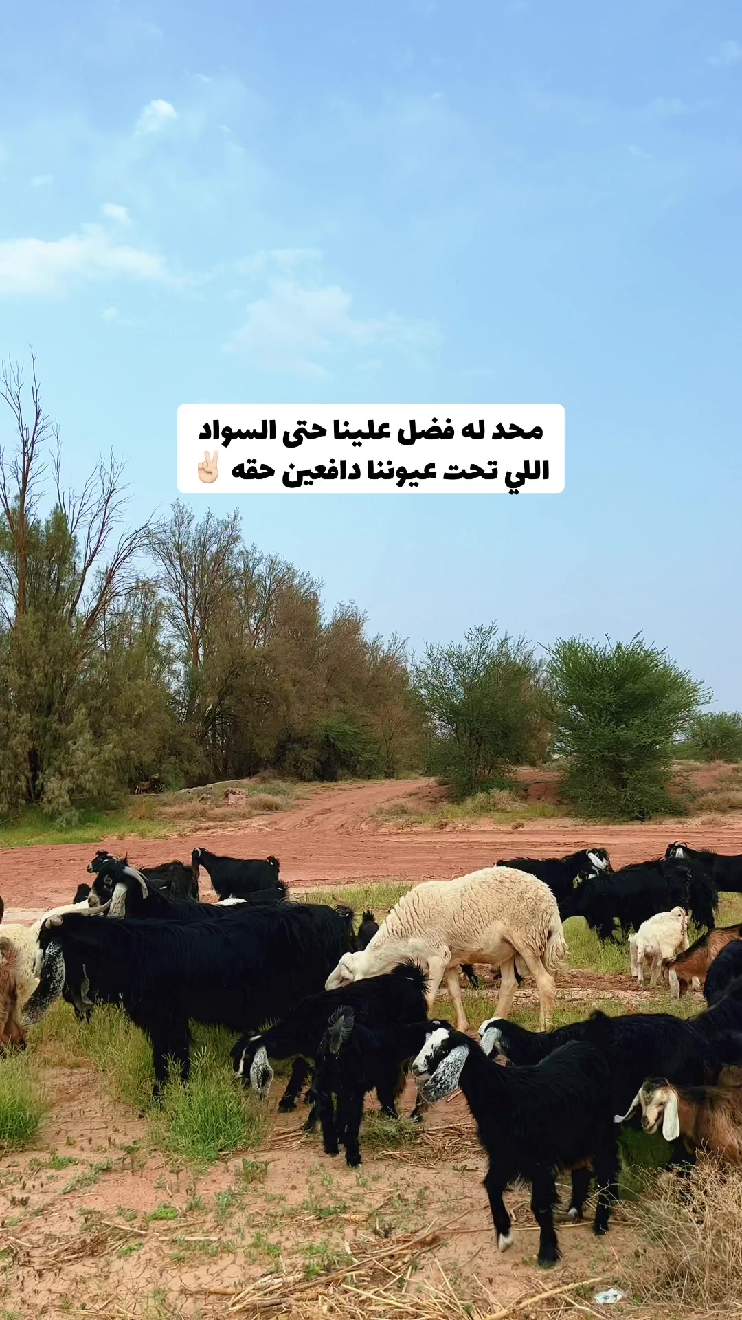 @نافع الشريهي K100