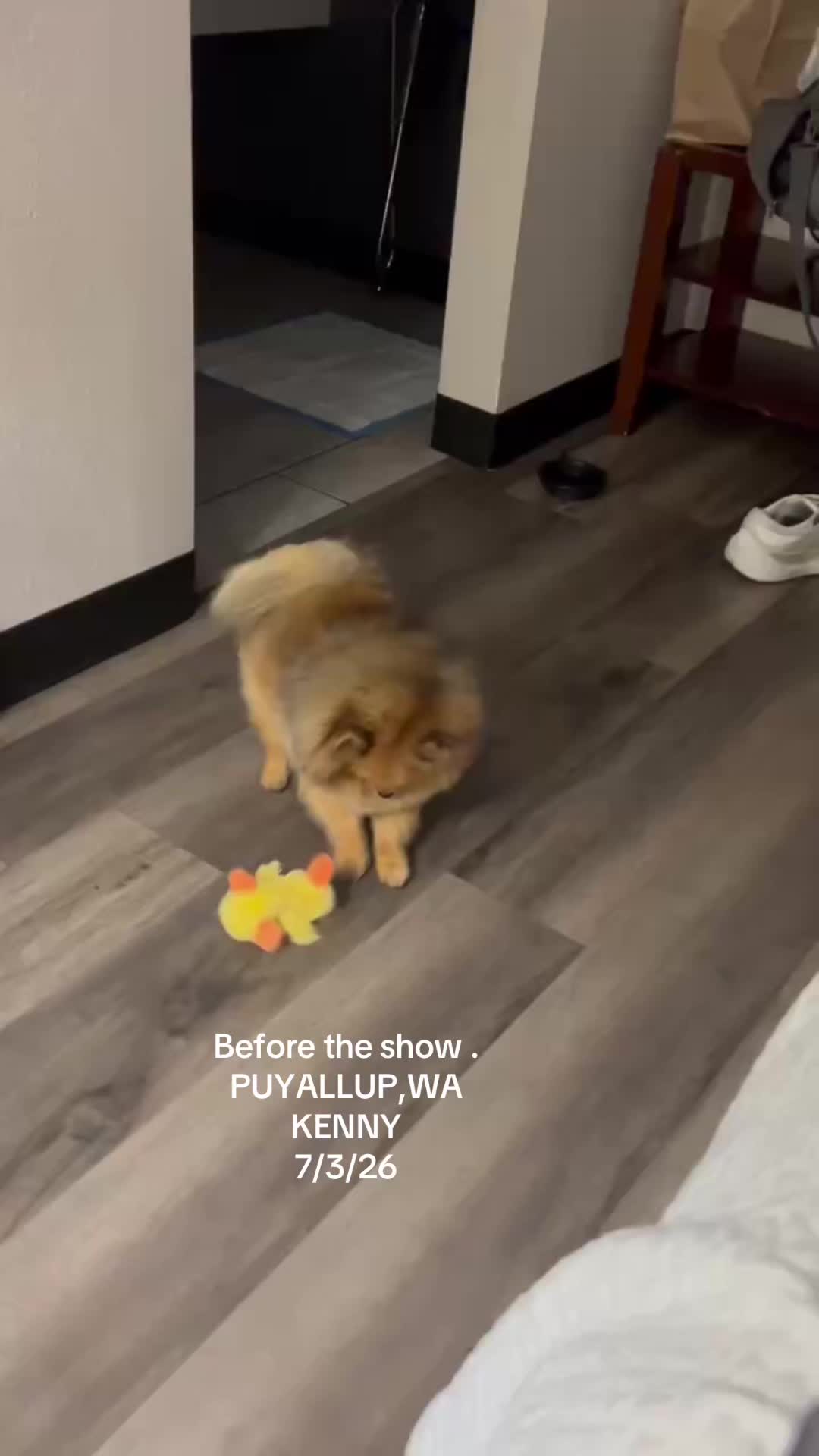 @Life of MESHKA the Pomeranian