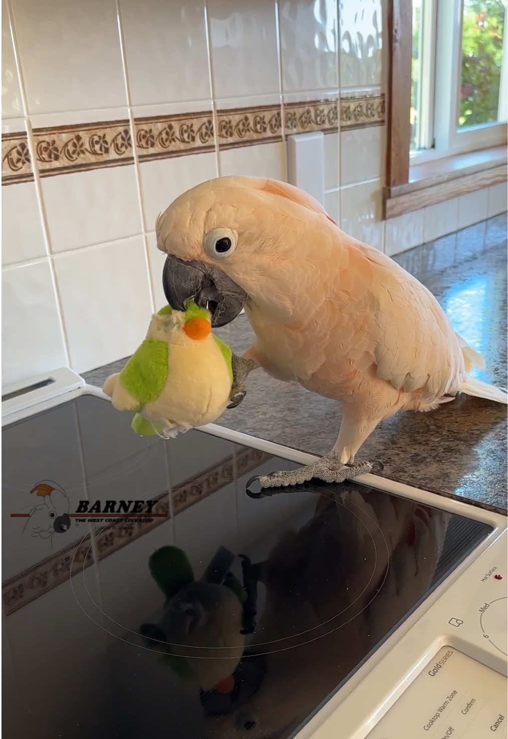 @Barney the West Coast Cockatoo