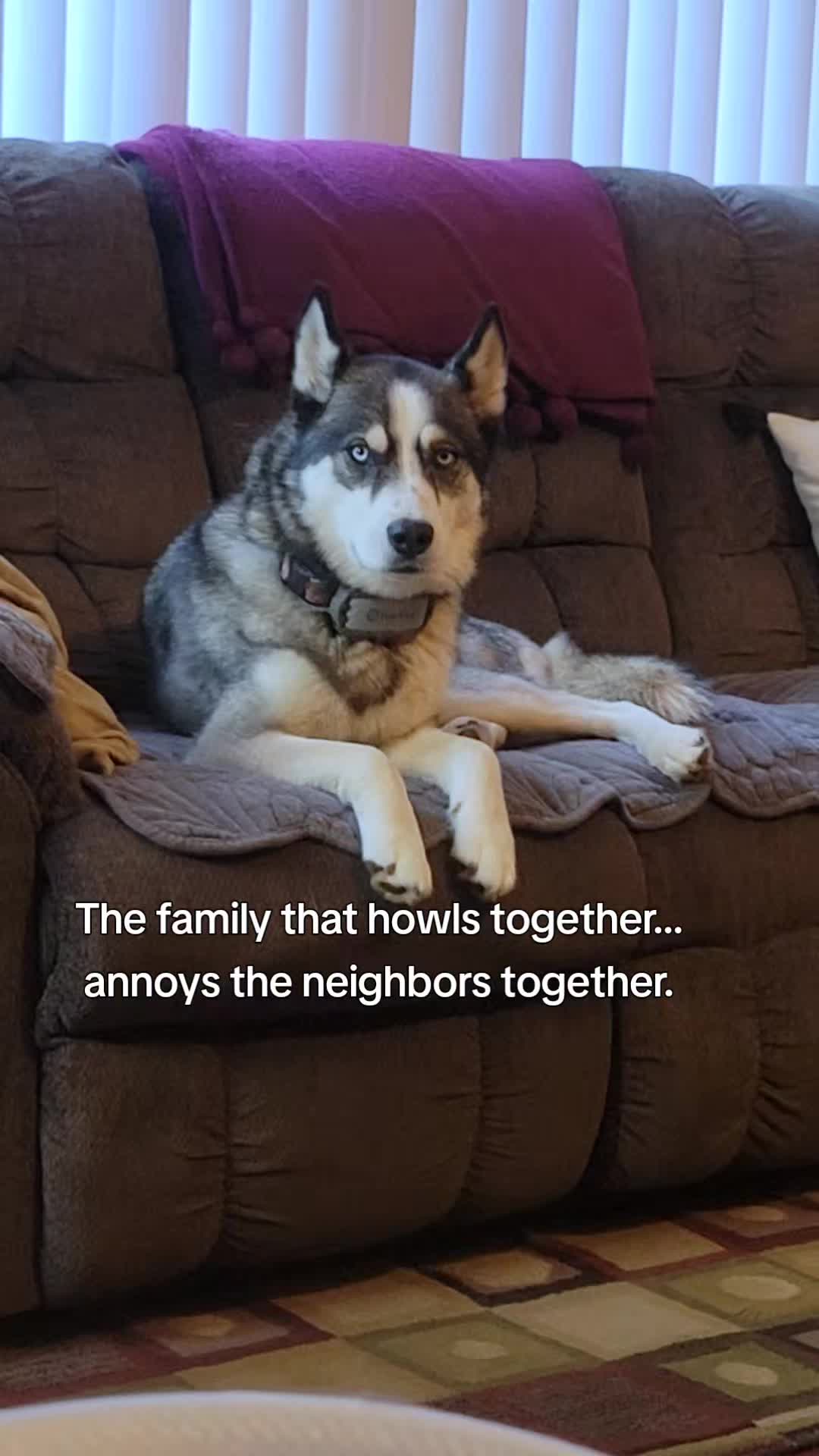 @the Hussey Husky ❌️