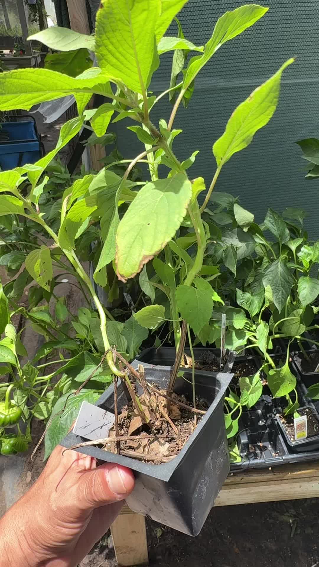 @themagicvalleygardener