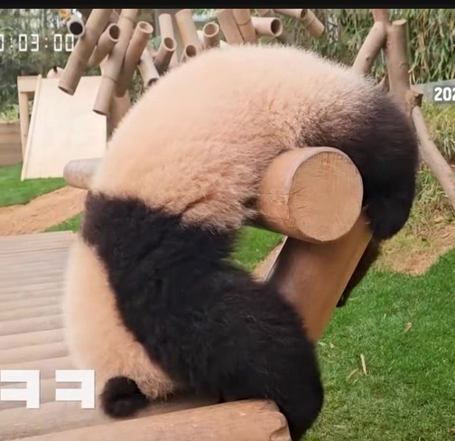@K-PANDA kim