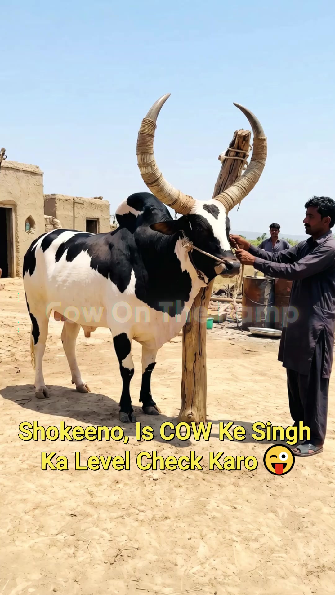 @Cow On The Ramp