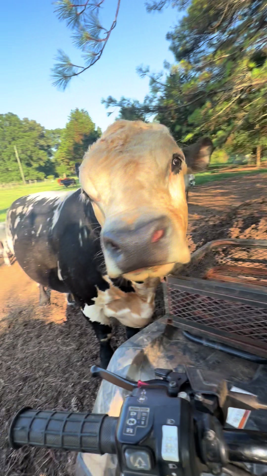 @Georgia Farm Girl