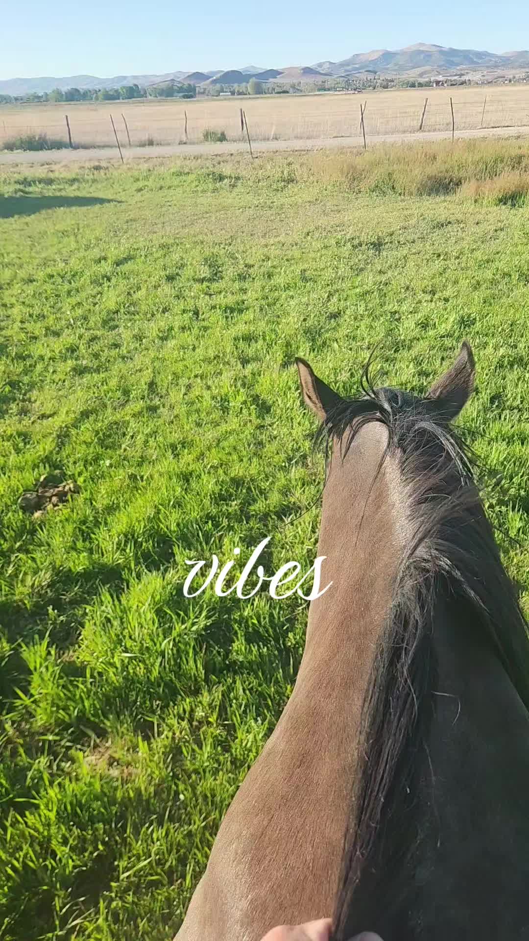 @Olsen Horse & Cattle Co. LLC