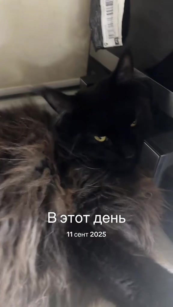 @PARAKENTOS*UA Maine coon