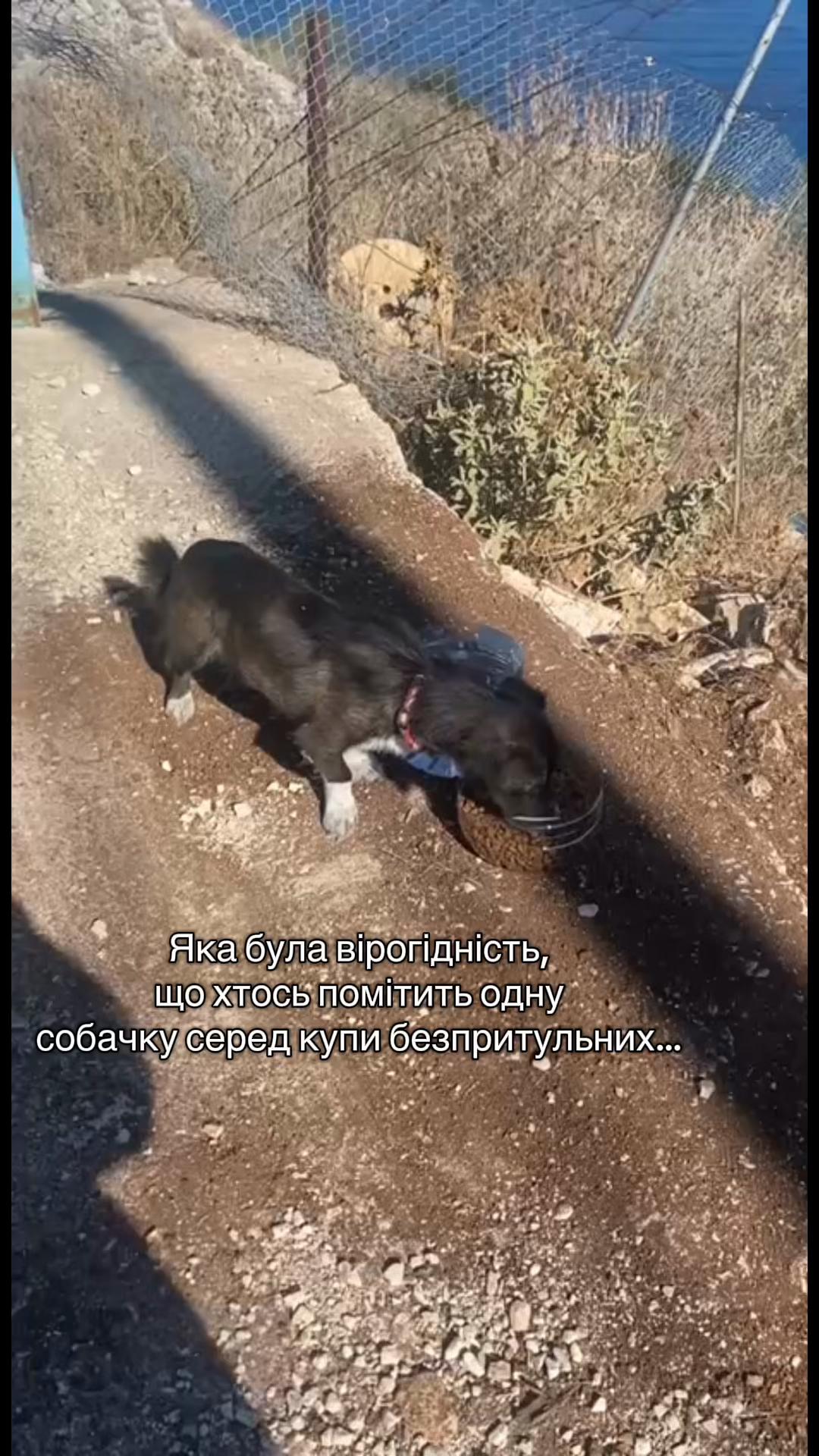 @Корнелія Удовенко