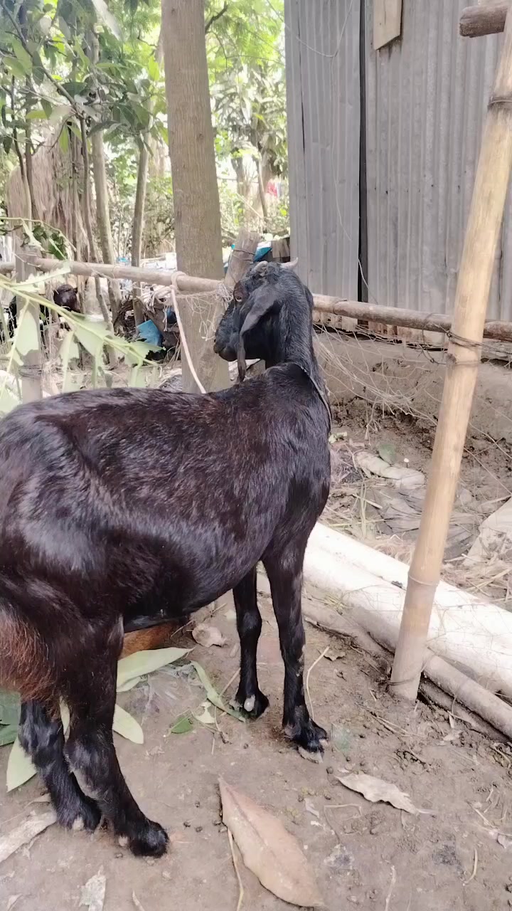 @হাসির রানি 🤗🤗