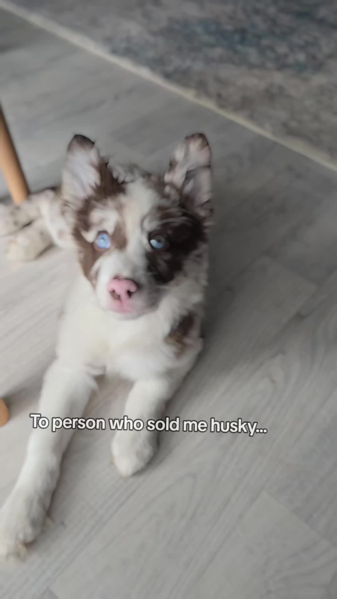 @Sup.Collies🧡💙