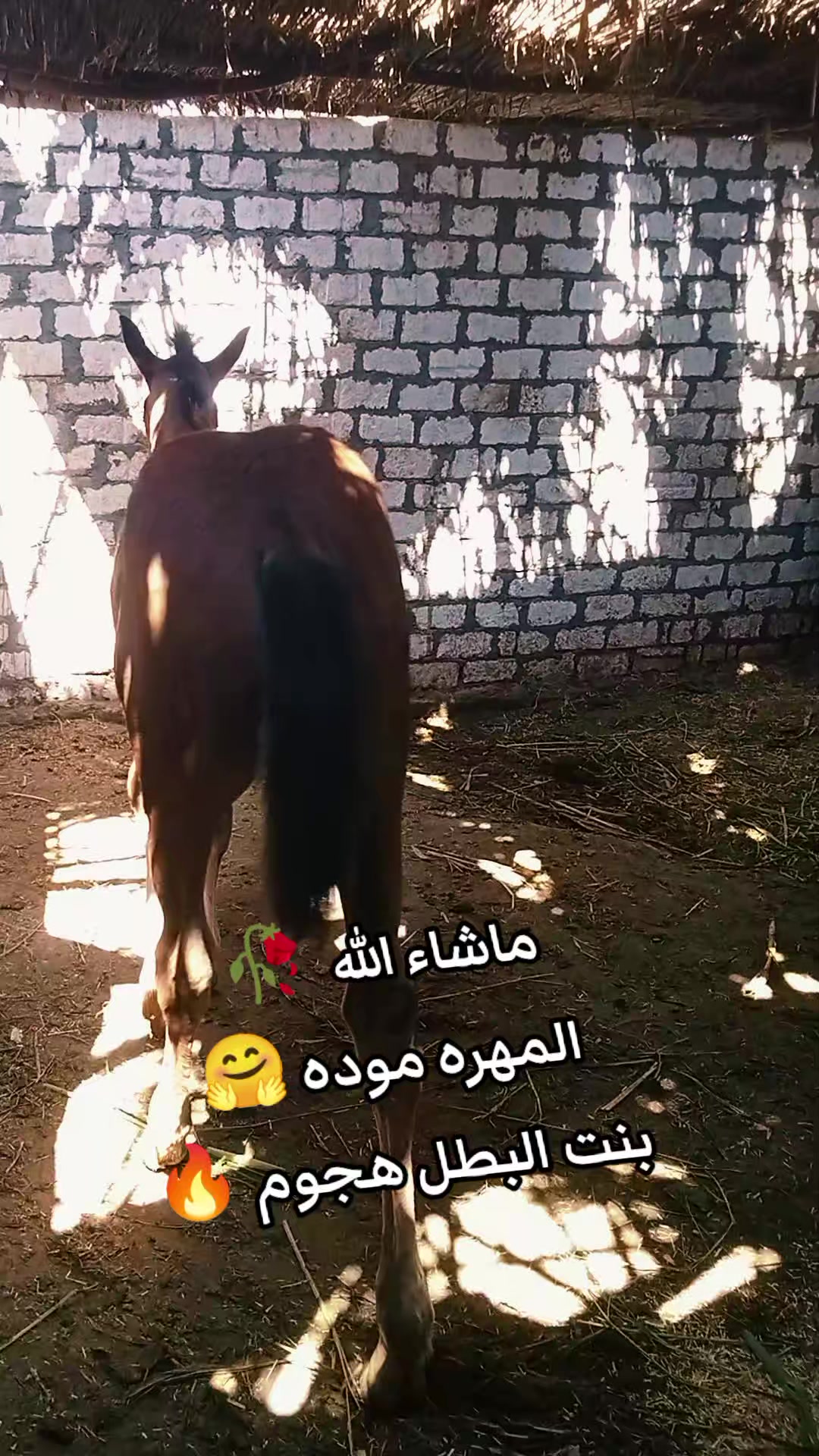 @چياب الاصايل