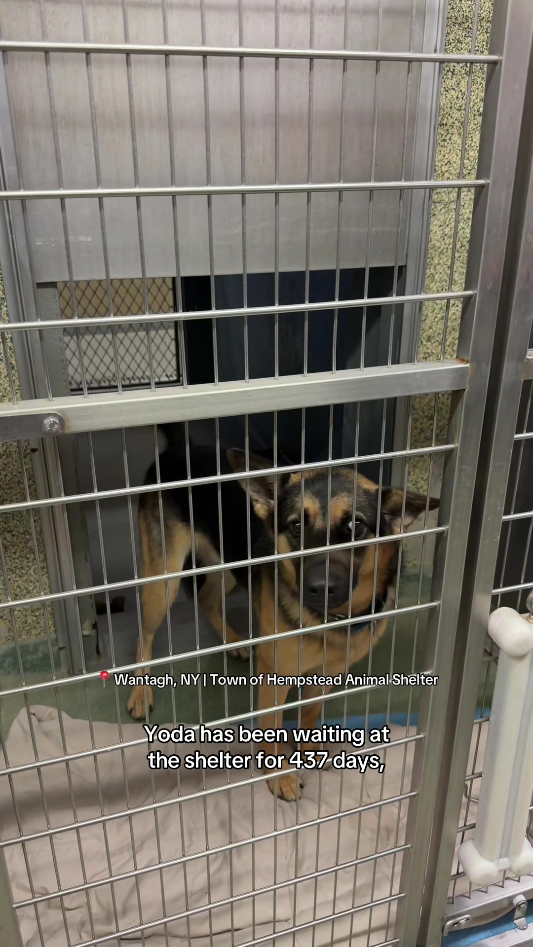 @Adopt a Pet