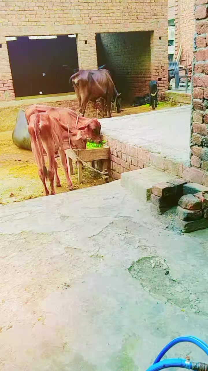 @♥️Gujjar♥️badshah♥️