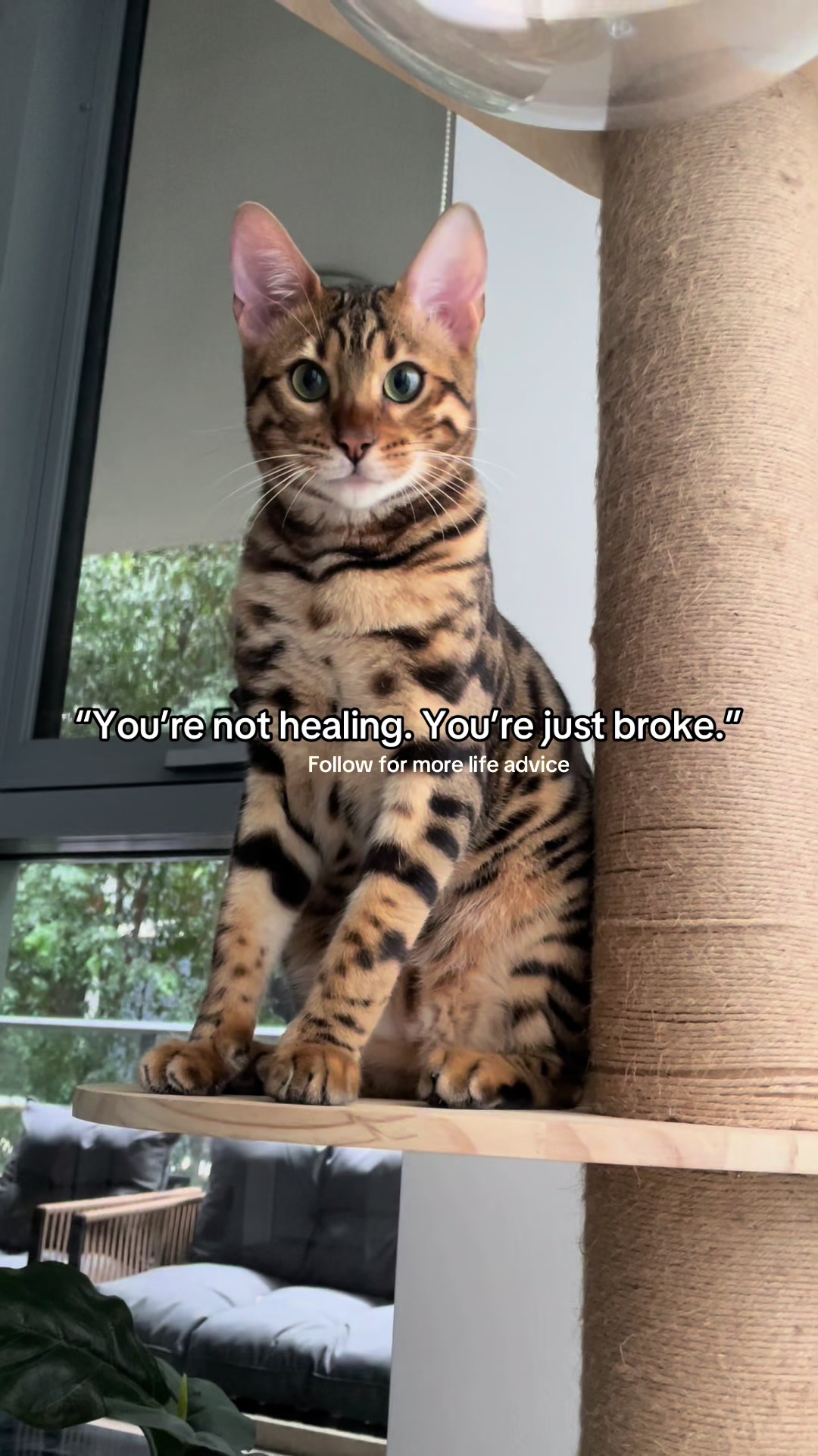 @mitmitcats