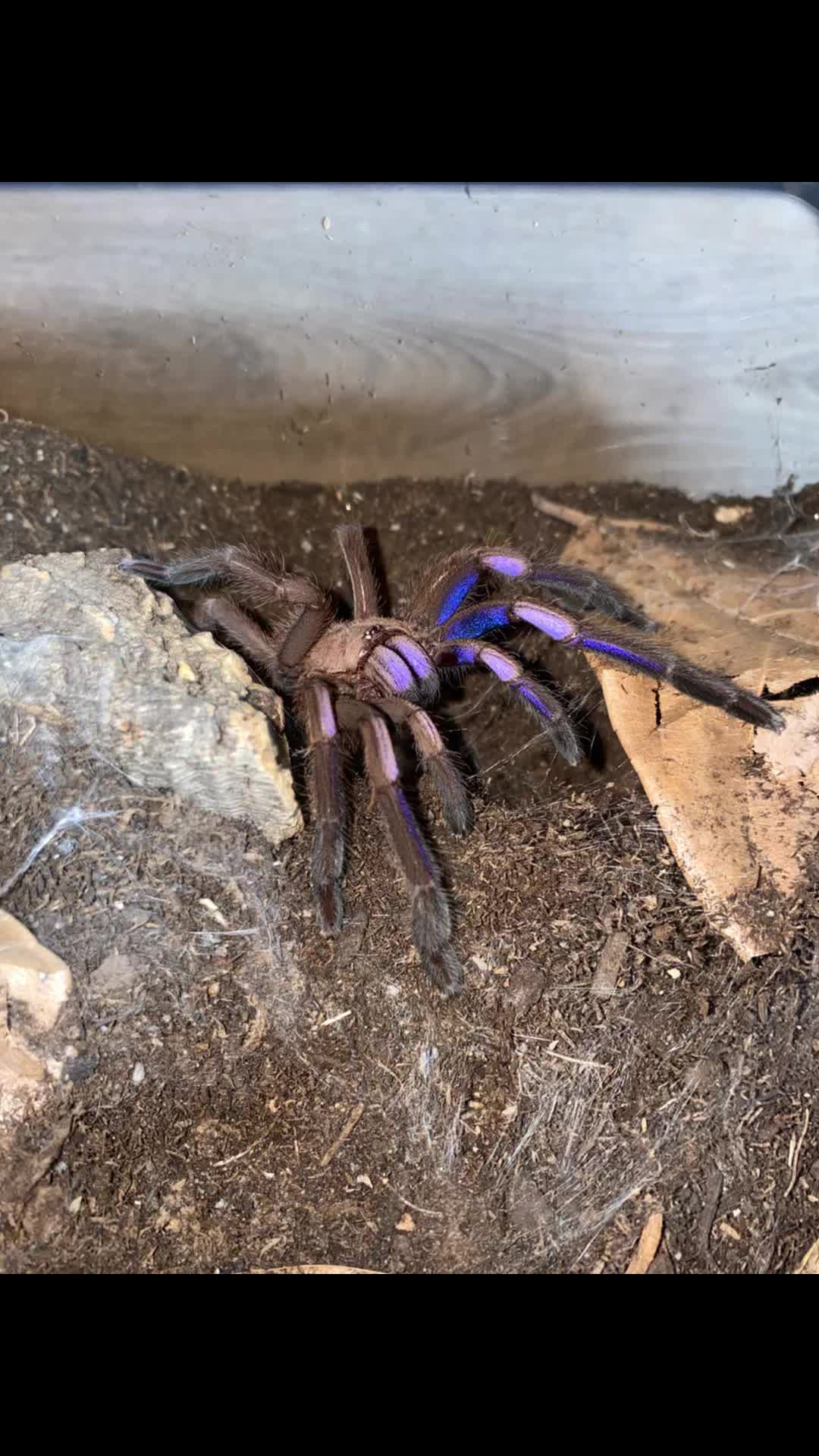 @vidaexotic_tarantulas
