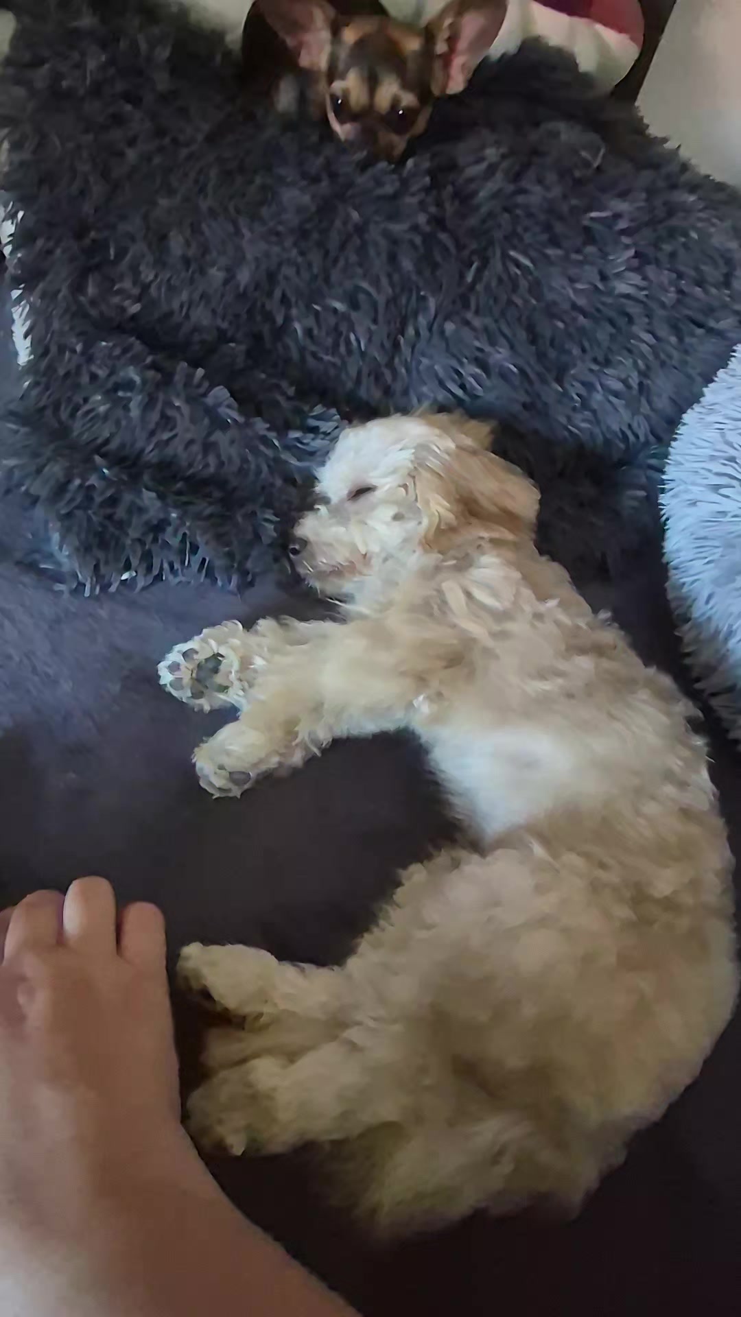 @SabrinaTeamWuffhaus🐕