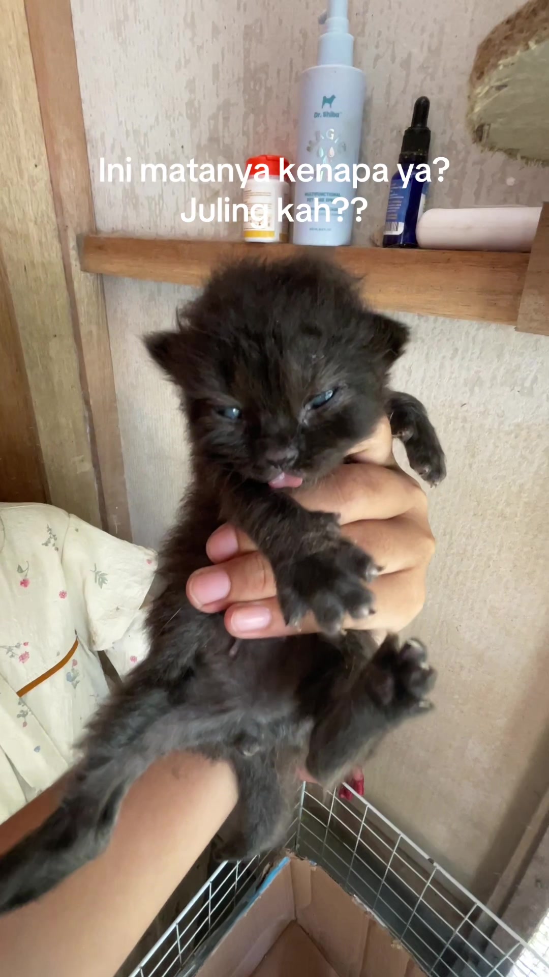 @Kucingmeongmeong