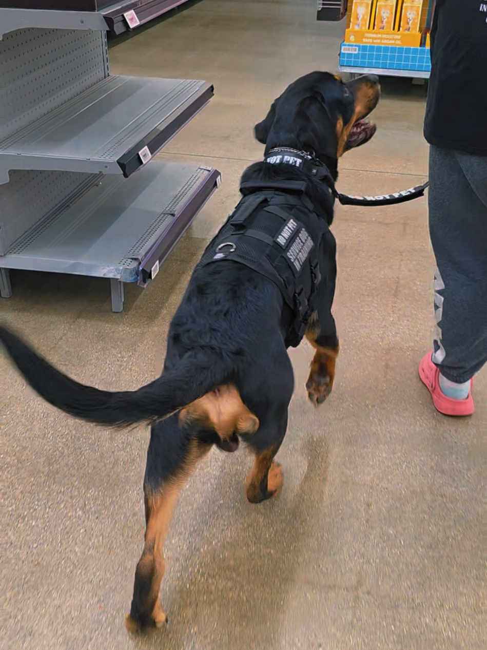 @Canine Wonders Training