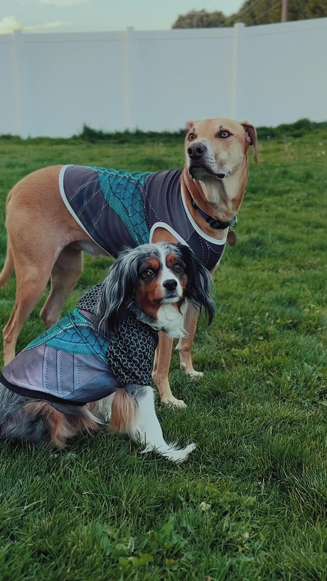 @Pet Armor | Arcane Armory