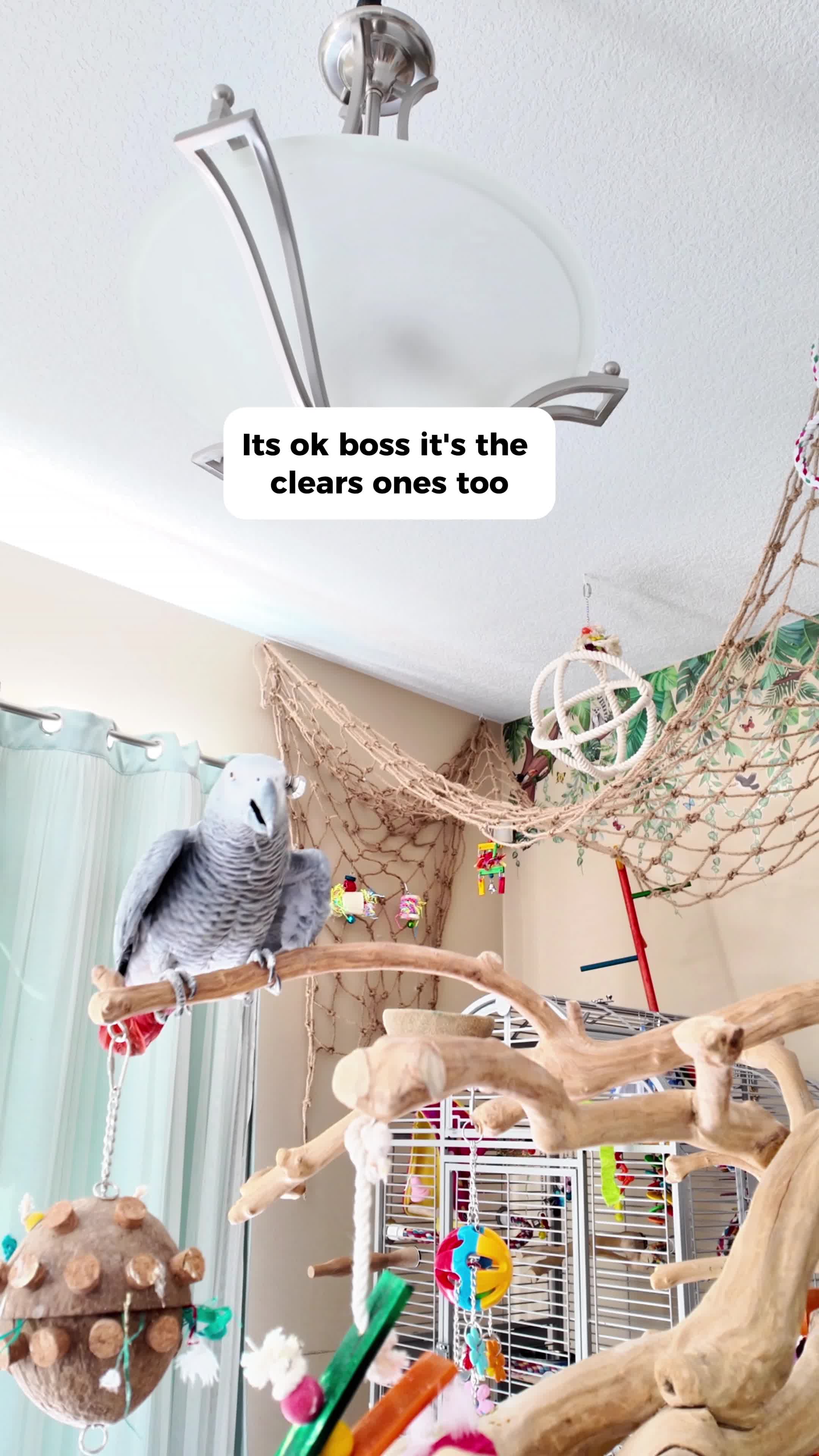 @Gizmo The Grey Bird