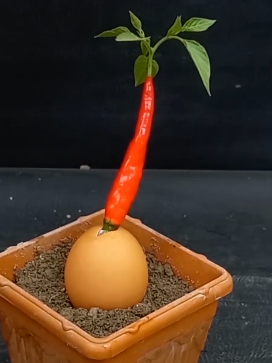 @PlantsLife