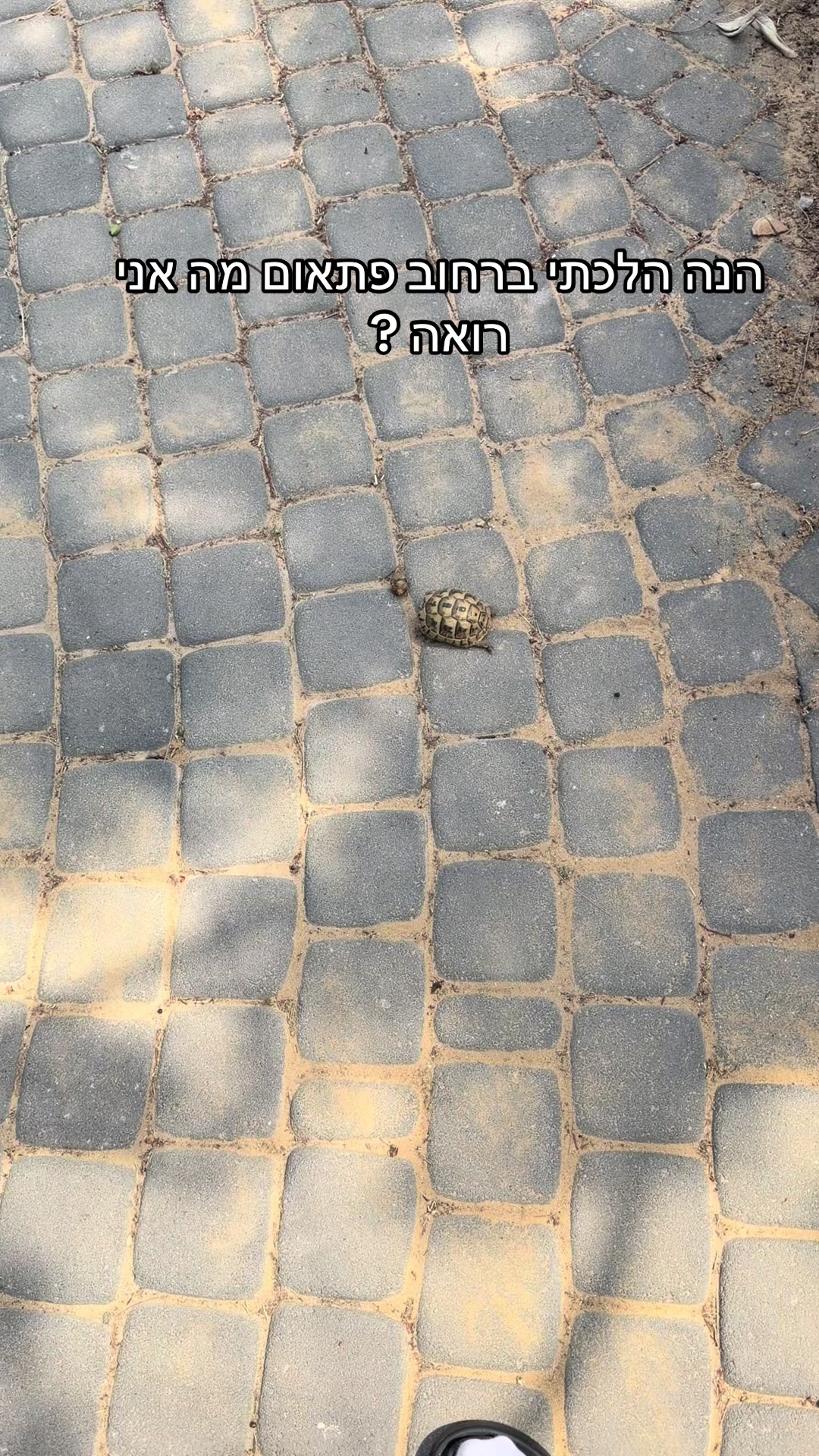 @שילתוש ❤️