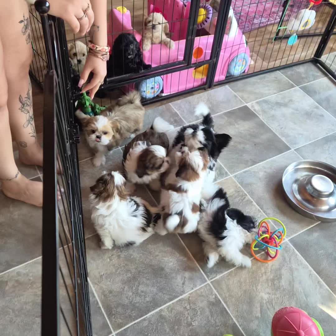 @Barb's Precious Pups