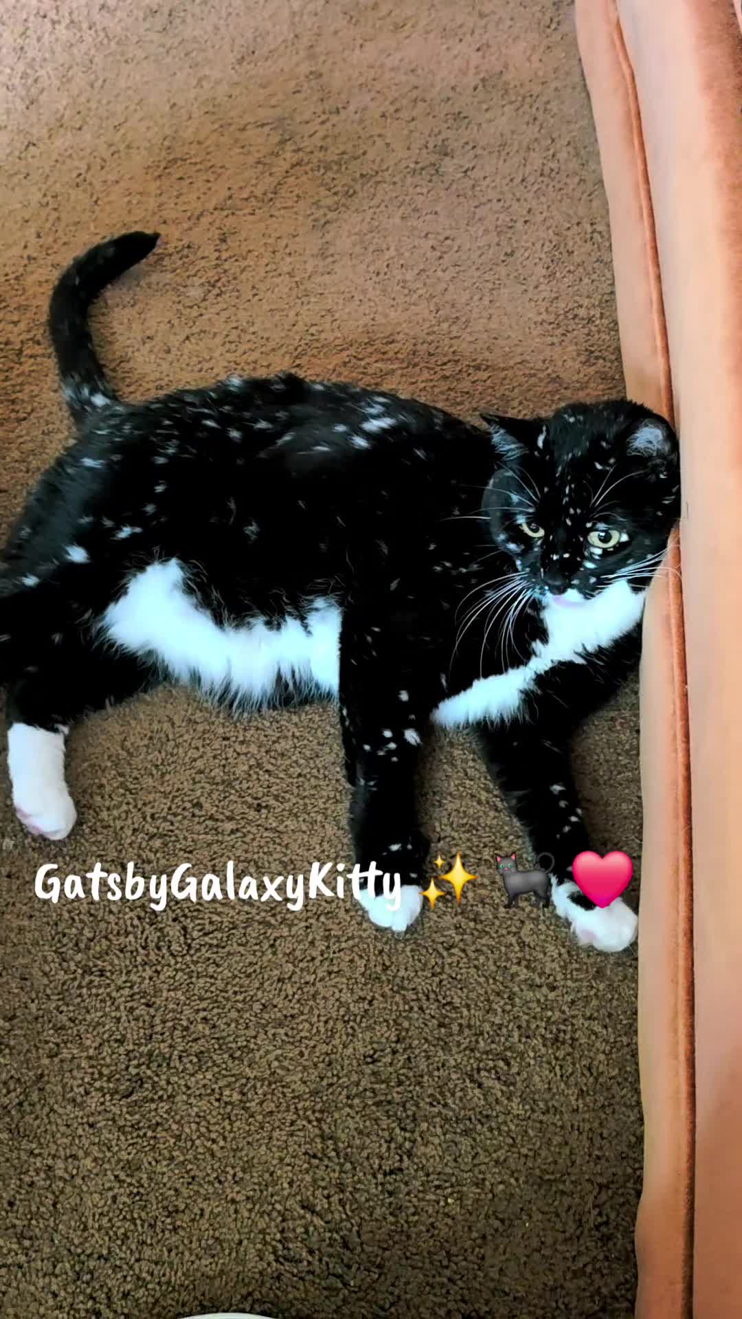 @gatsbygalaxykitty