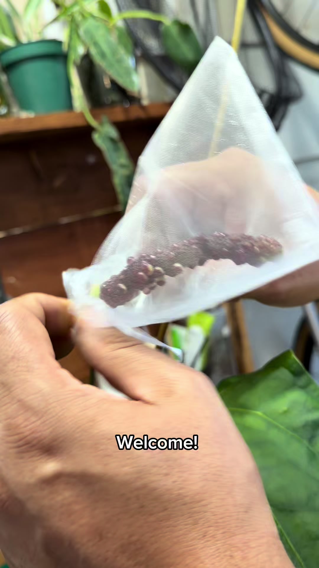 @Moon Root Magic Plant House