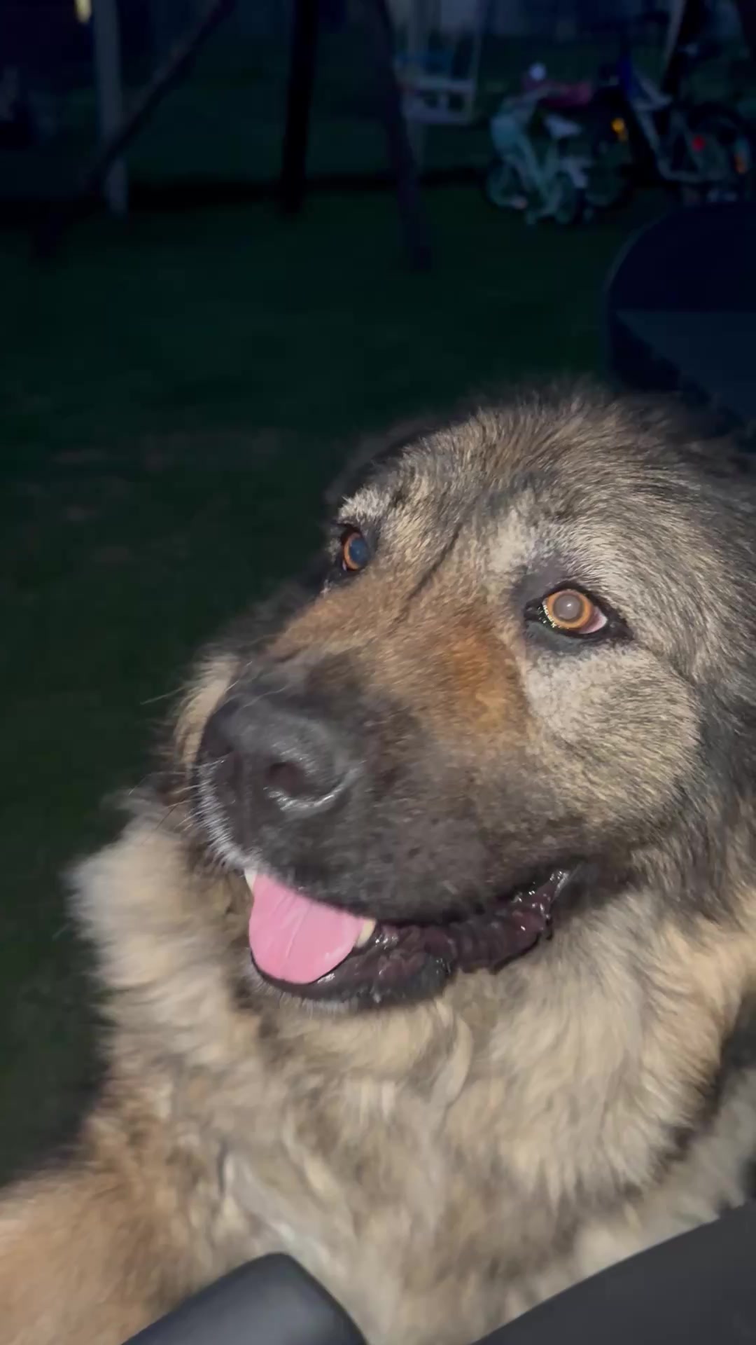 @Caucasian Shepheard Dogs
