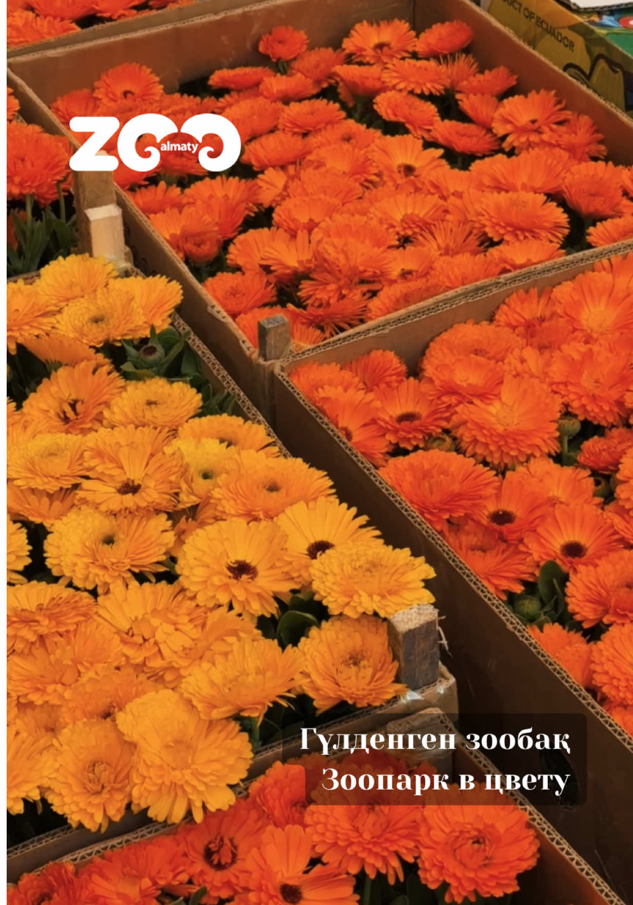 @Алматинский зоопарк