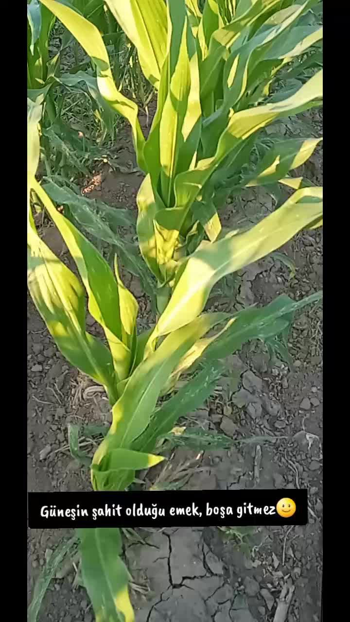 @hükümzüzz🕊
