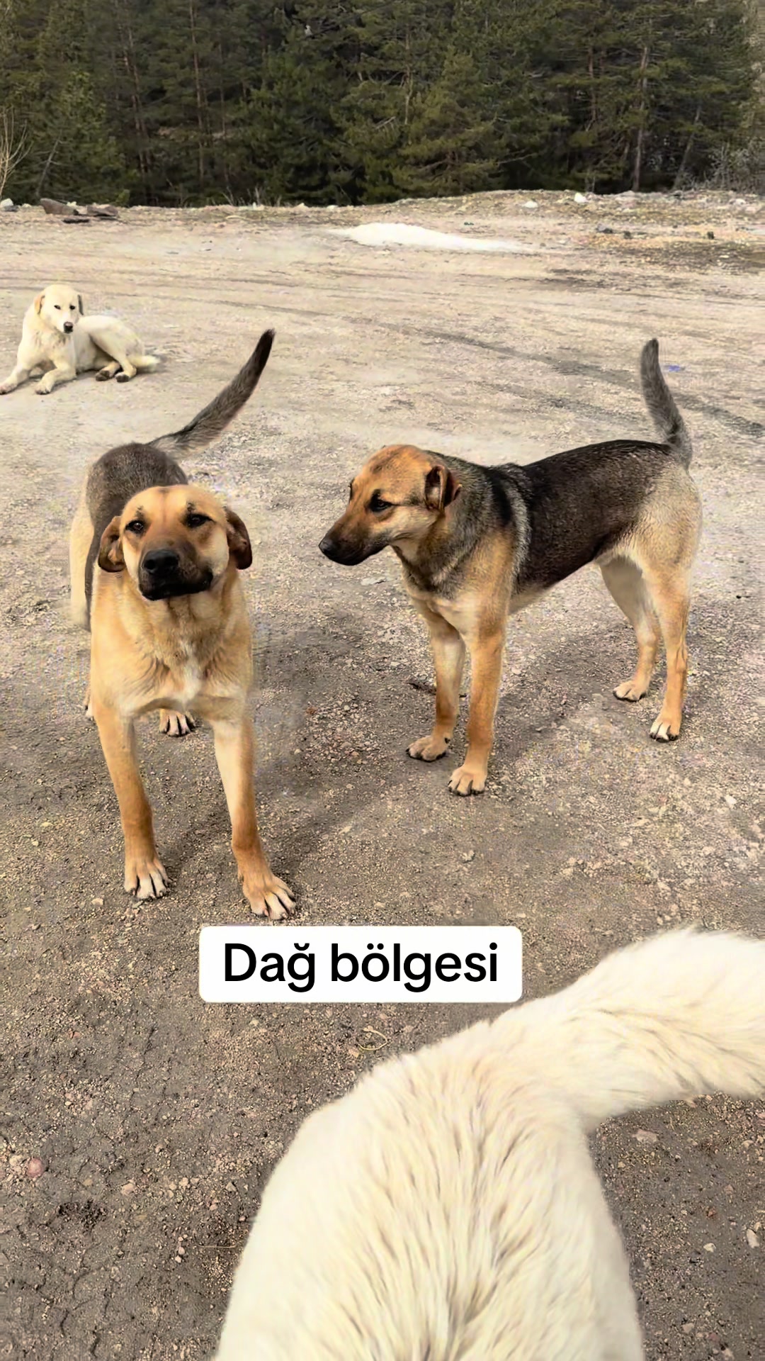 @azaphanecanlari
