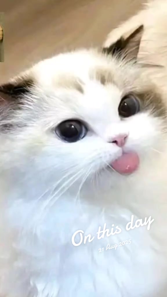 @هذه