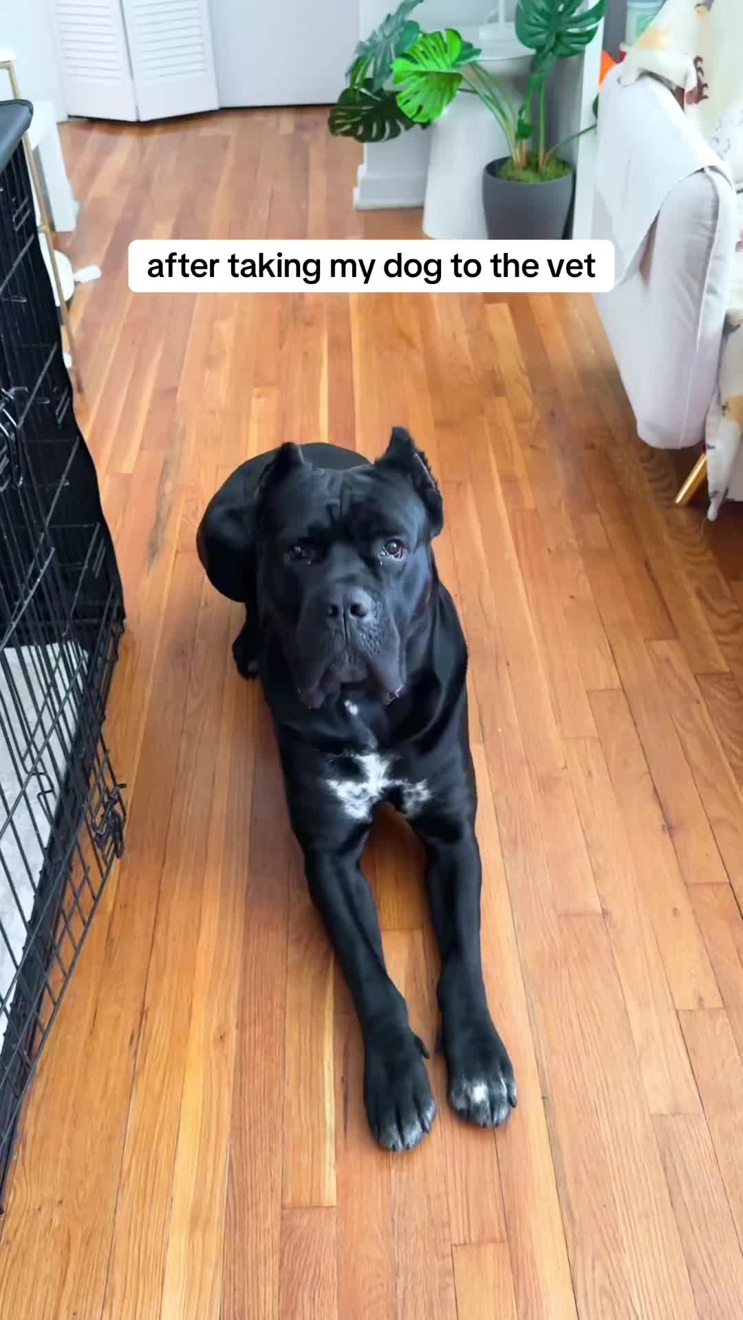 @Bentley Has Issues