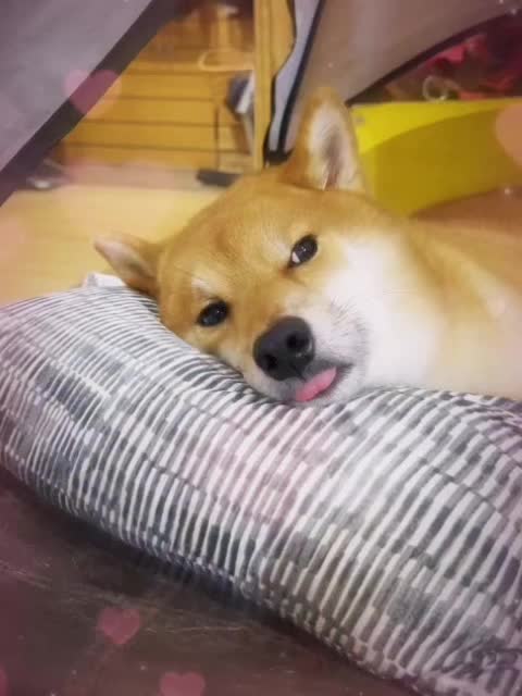 @papyrusarea19