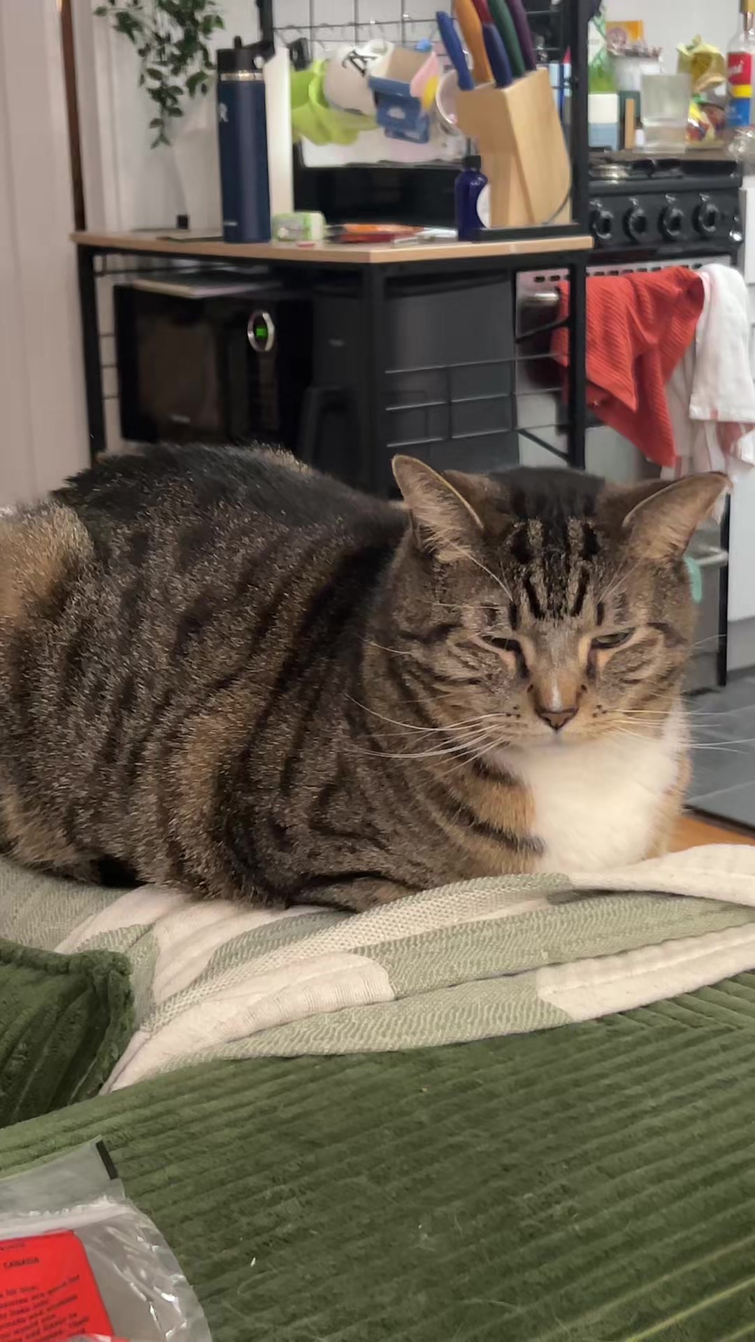@chloe mf z