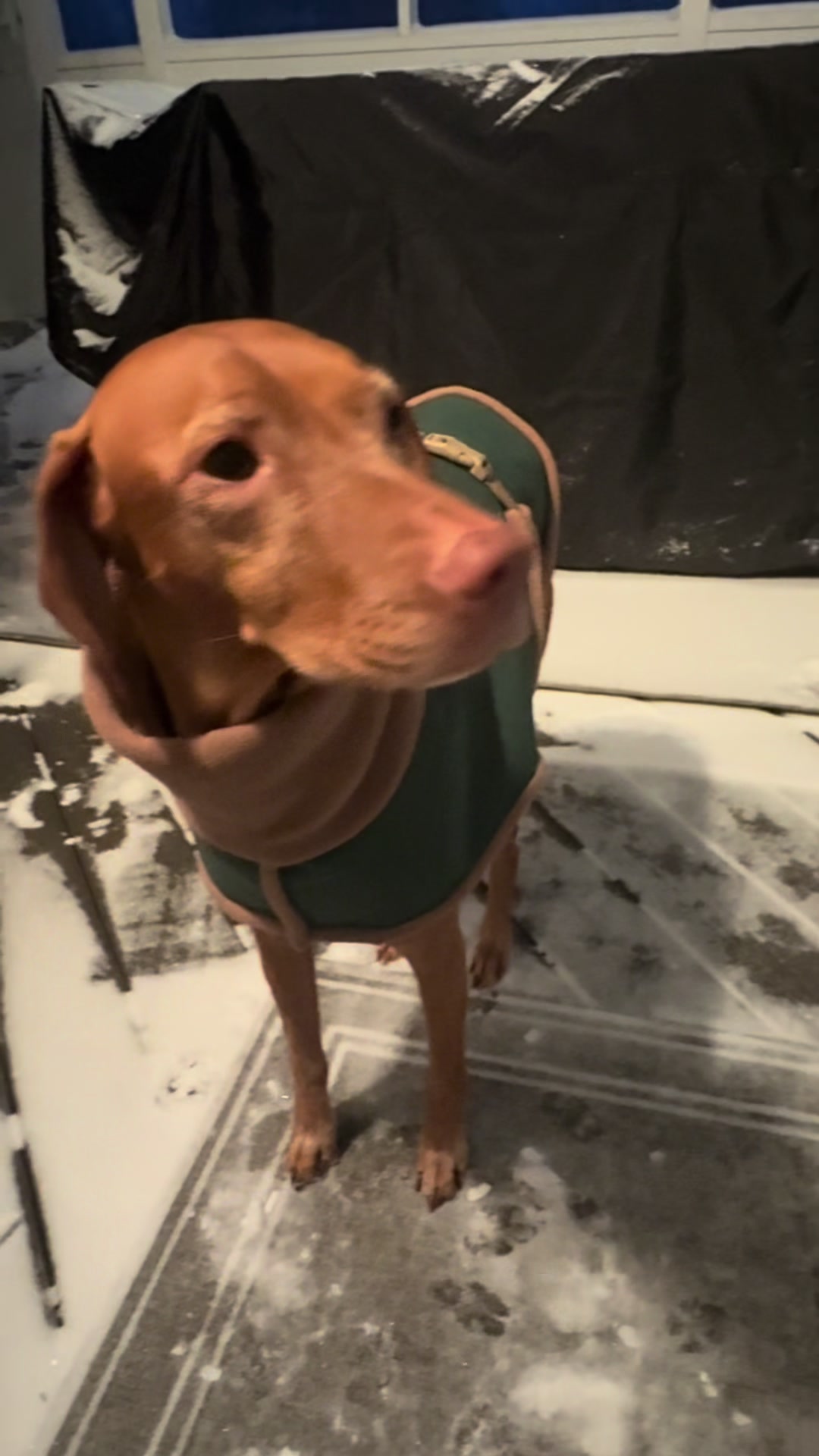 @Brookie The Vizsla