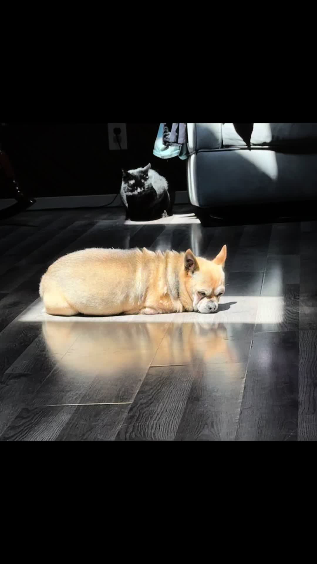 @TurboRoo the 2Legged Chihuahua