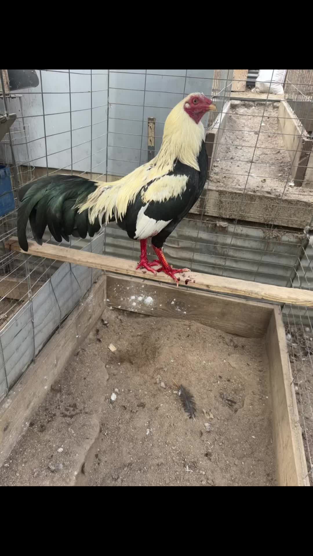 @los cal&eacute;ntanos game farm